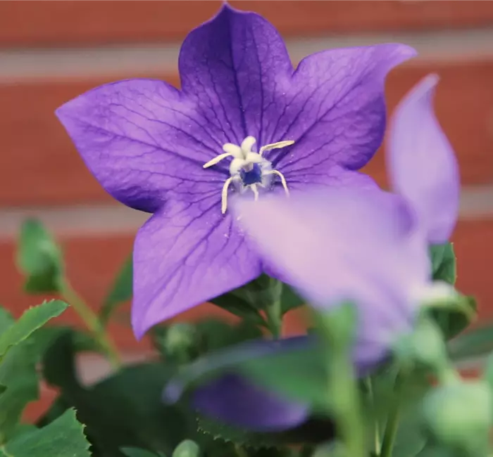 Ballonblume- Einpflanzen im Garten