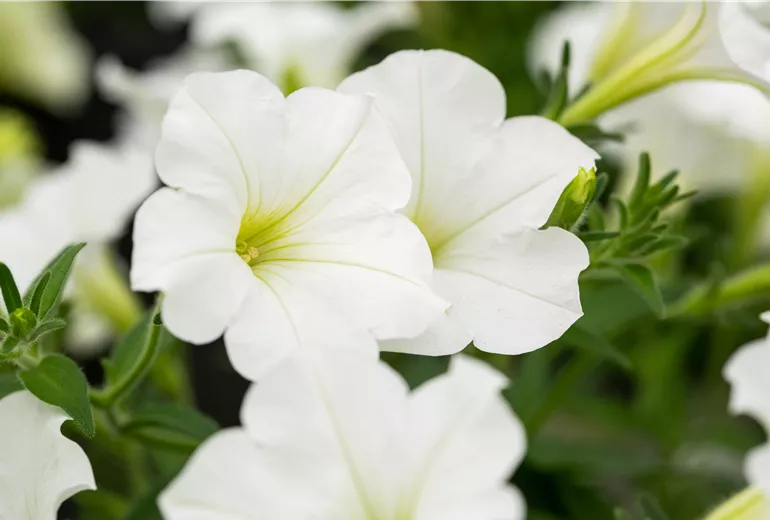 Petunia 'Bonnie White'
