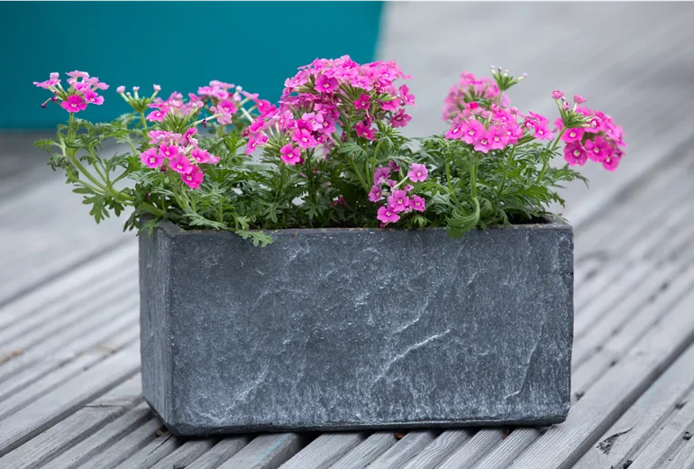 Verbena, pink
