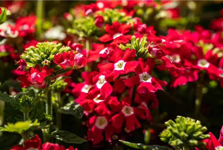 Verbena, rot