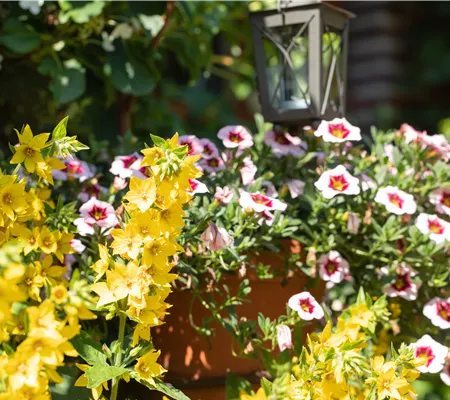 Beet- und Balkonpflanzen kaufen ist immer eine gute Idee