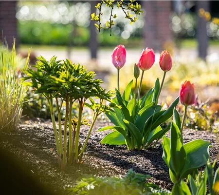 Die 9 schönsten Frühblüher für Frühlingsgefühle