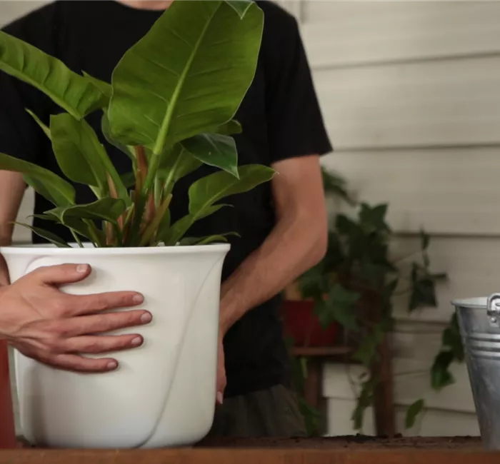 Philodendron - Einpflanzen in ein Gefäß