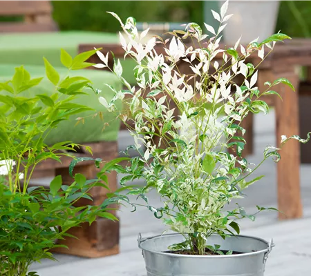 Bambus pflegen und Garten und Balkon verschönern