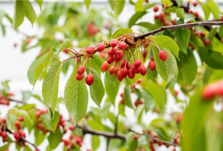 Prunus avium