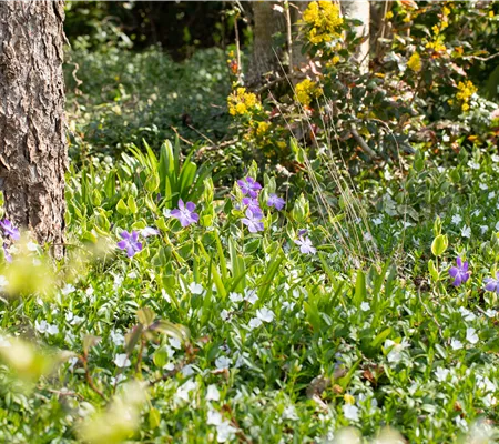 Immergrüne Pflanzen bringen Leben in den winterlichen Garten