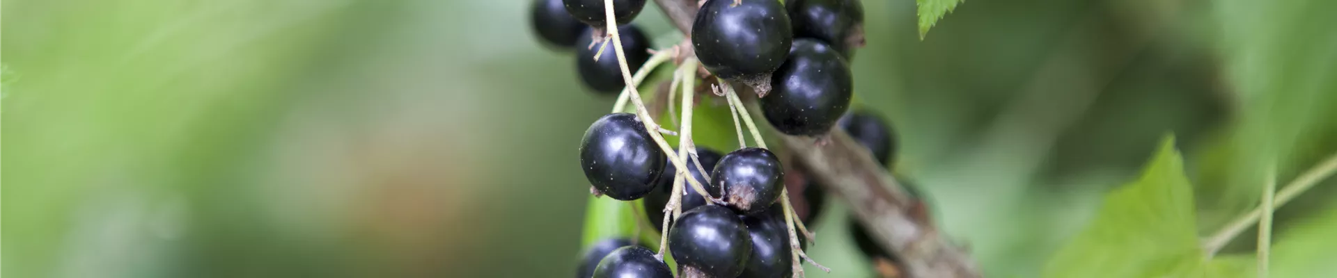 Ribes nigrum