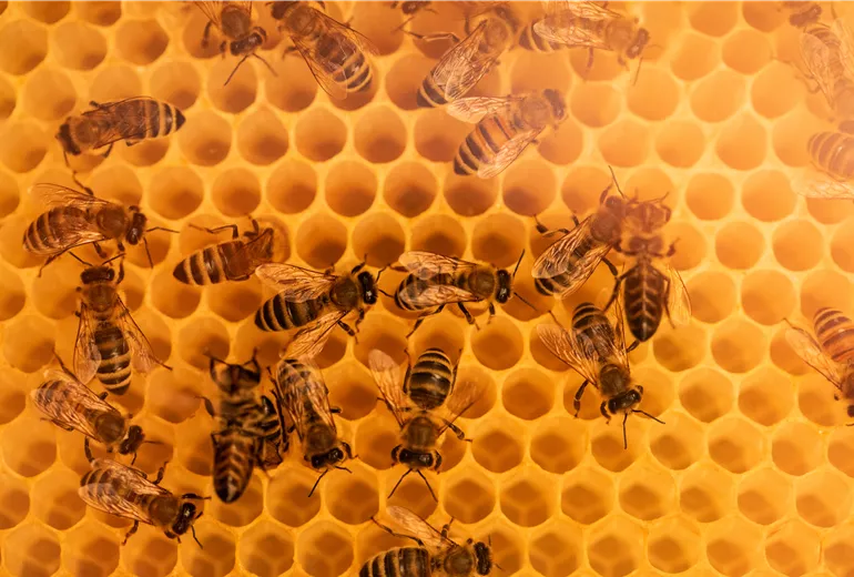 Bienen auf Honigwabe