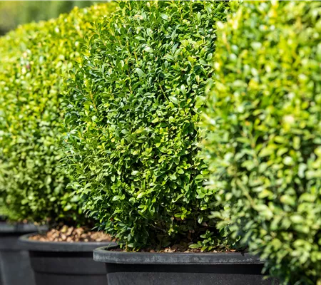 Buchsbaum pflanzen und pflegen lohnt sich 