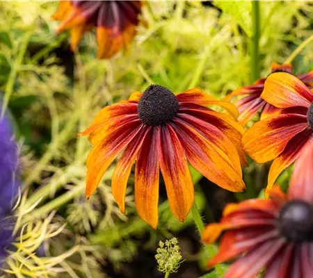 Bunte Blüten so weit das Auge reicht – Einen Staudengarten gestalten