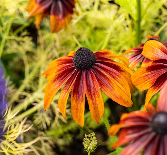 Bunte Blüten so weit das Auge reicht – Einen Staudengarten gestalten
