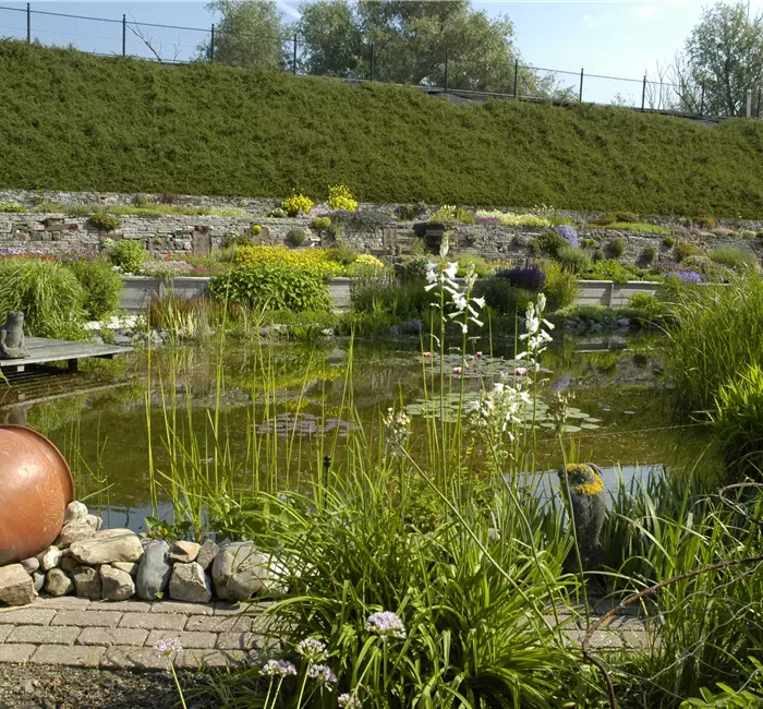 Den Gartenteich bepflanzen mit den schönsten Kandidaten