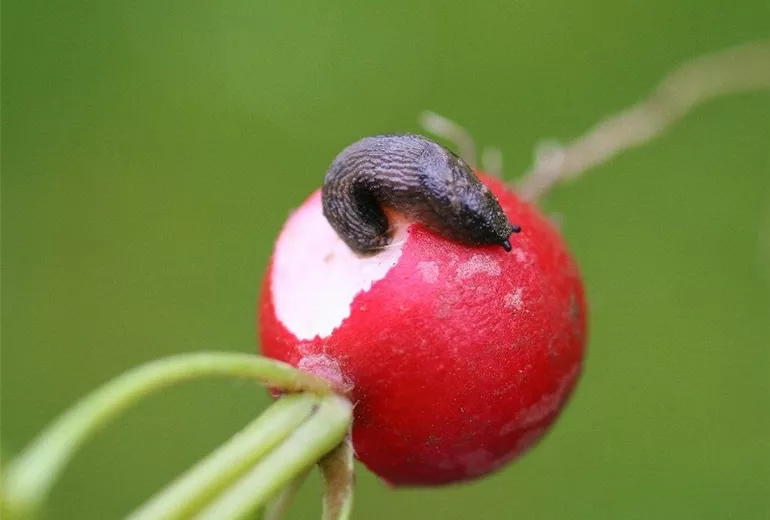 Nacktschnecke an Radieschen