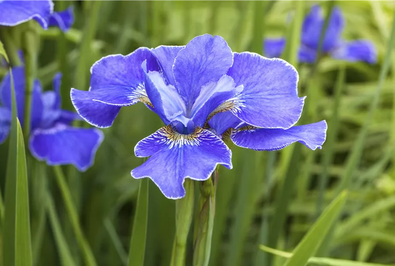 Iris sibirica 'Silberkante'