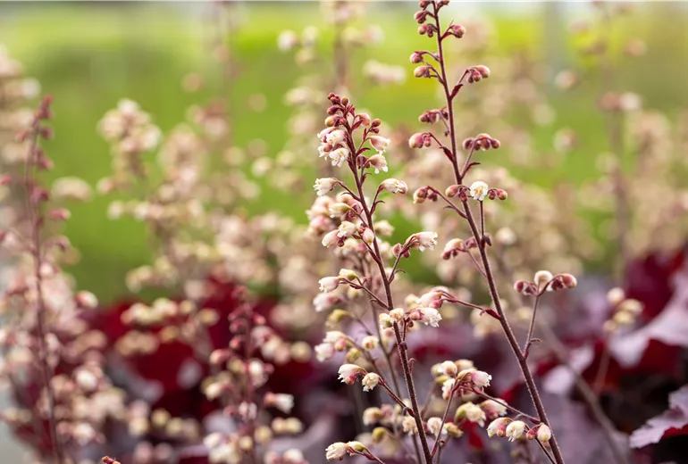 Heuchera 'Rex Purple'