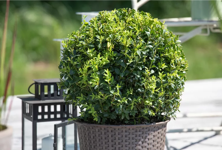 Buxus sempervirens, Kugel