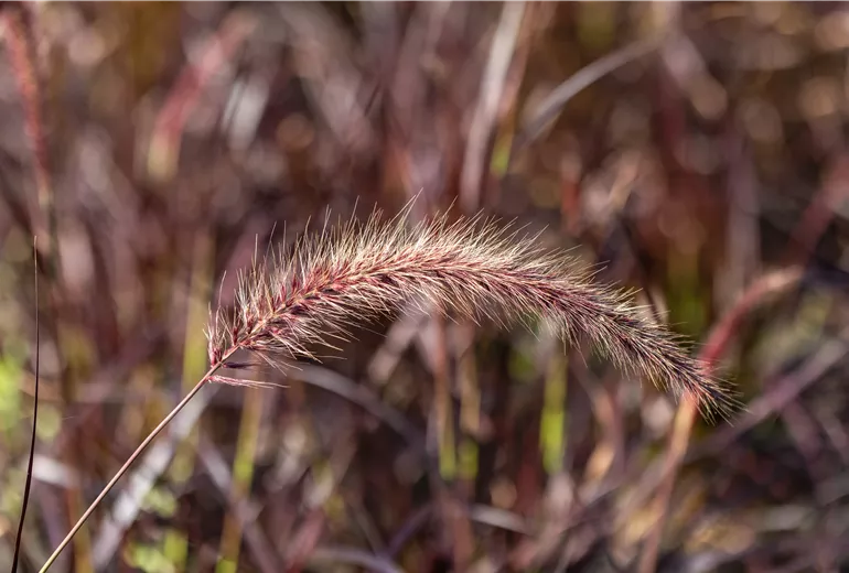 Pennisetum setaceum 'Fireworks'(s) Pennisetum setaceum 'Fireworks'(s)