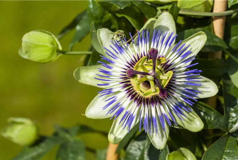 Passiflora caerulea