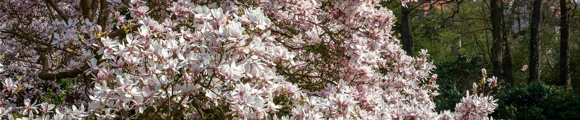 Magnolia