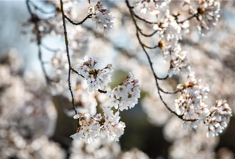 Kirschblüte