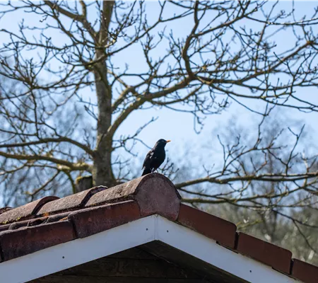 10 Tipps für einen tierfreundlichen Garten