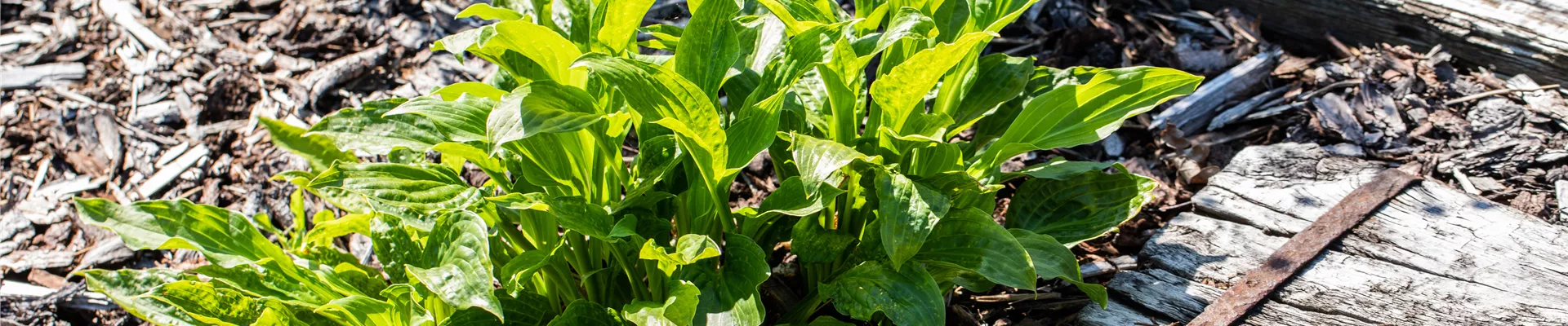 Hosta