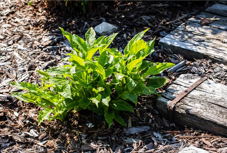 Hosta