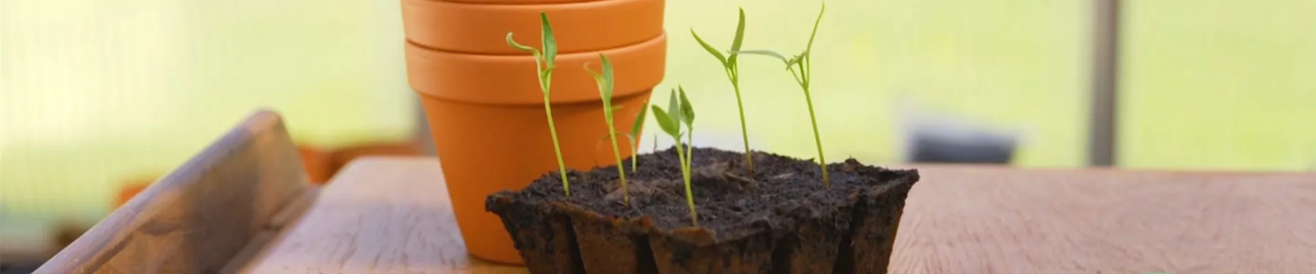 Jalapeno Paprika - Pikieren (Thumbnail)