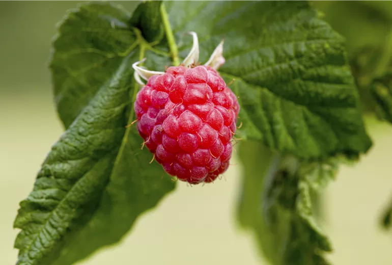 Rubus idaeus 'Malling Promise'
