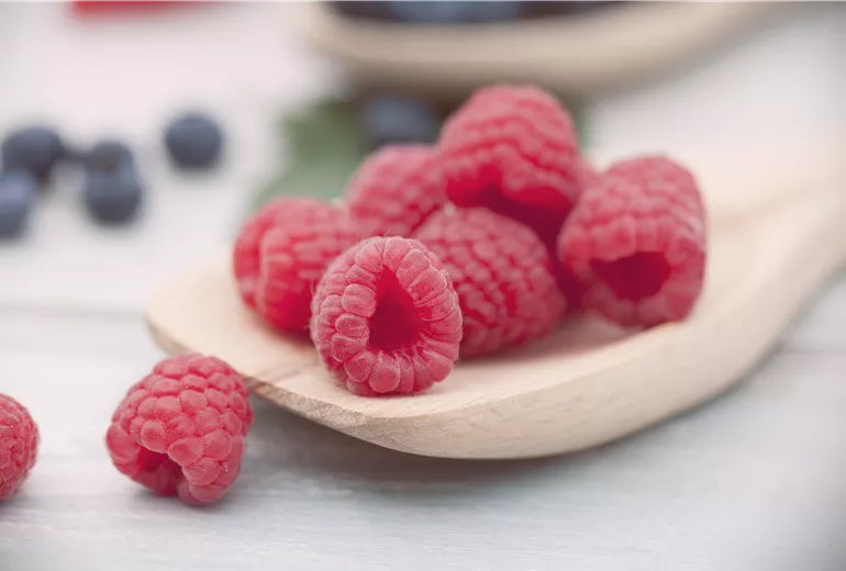 Rubus idaeus
