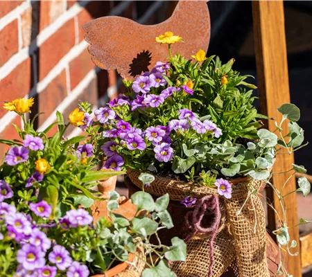 Beet- und Balkonpflanzen pflegen und bunte Blüten bewundern