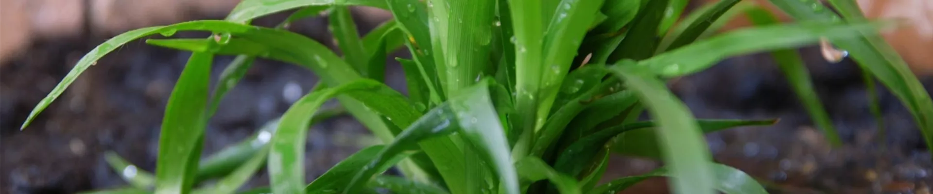 Waldmarbel - Einpflanzen im Garten (Thumbnail)