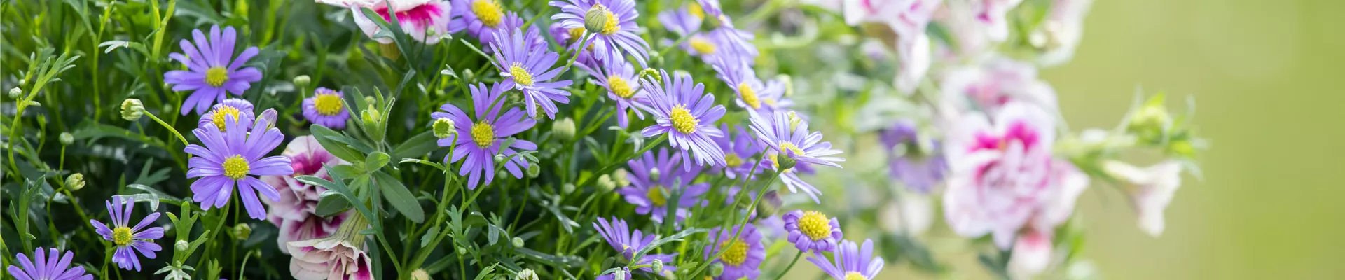 Calibrachoa 'PinkTastic'; Brachyscome multifida 'Mauve Delight'