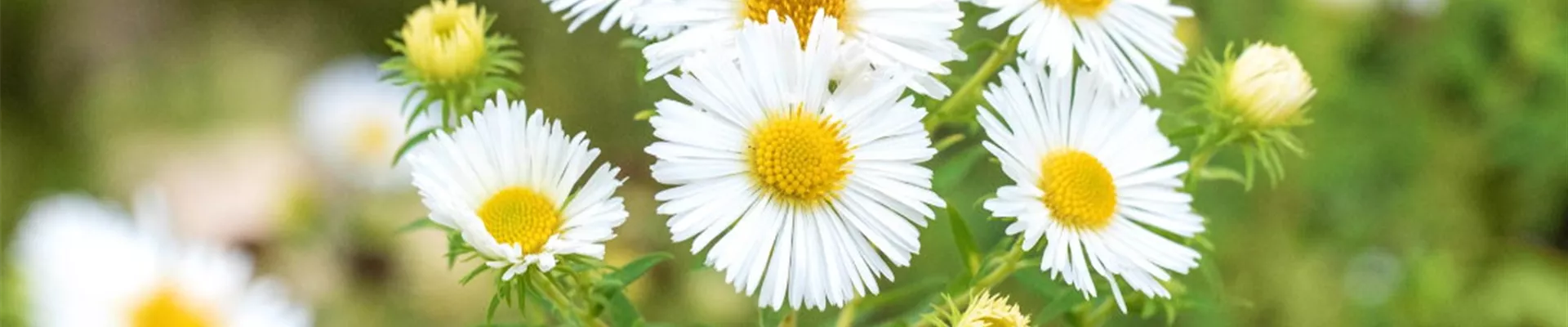 Rauhblatt Aster- Einpflanzen im Garten (Thumbnail)