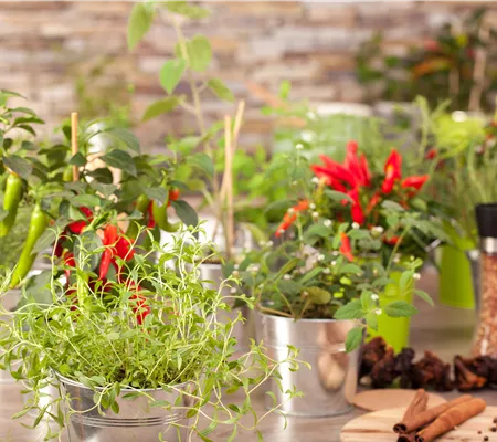 Kräuter für die Küche selber anbauen