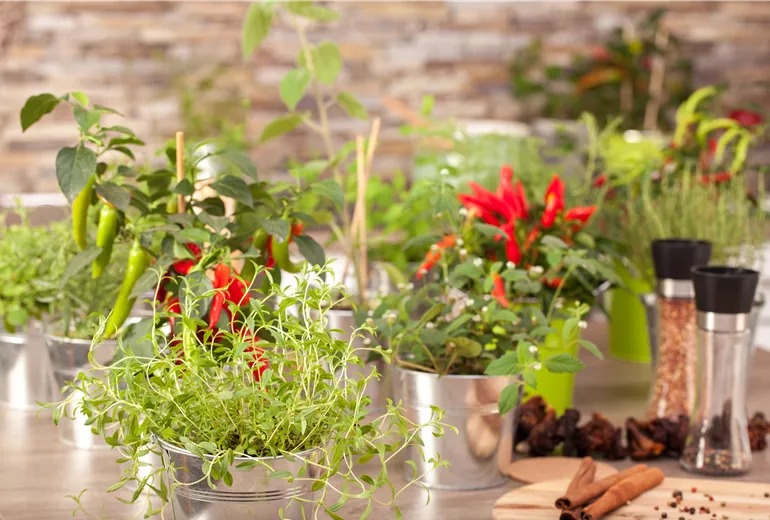 Küchenambiente mit Kräutern