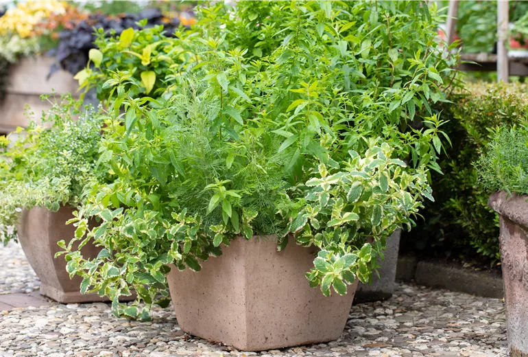 Kübel mit Kräutern