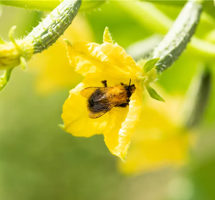 Bienenfreundliche Pflanzen für Garten und Co.
