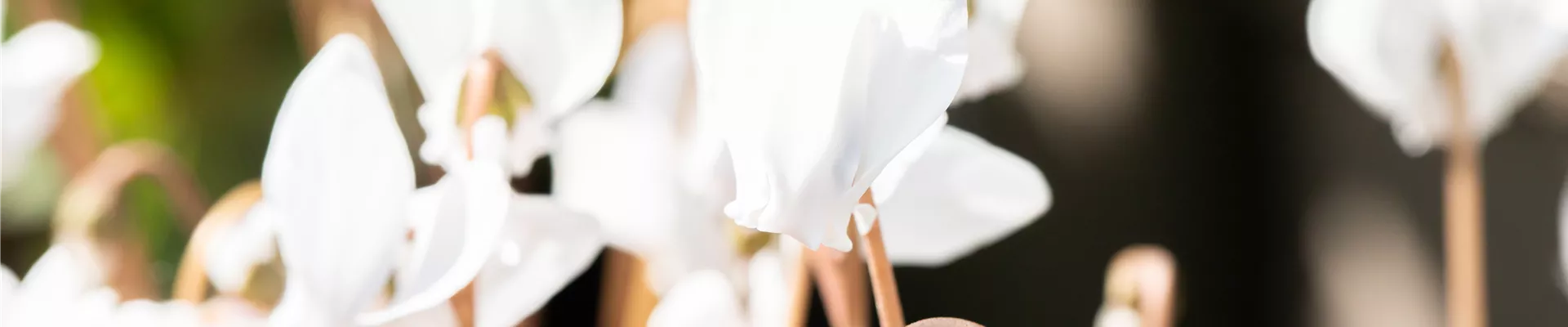 Cyclamen hederifolium 'Ivy Ice Pure White'
