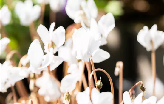 Alpenveilchen pflanzen und bunte Blüten bewundern