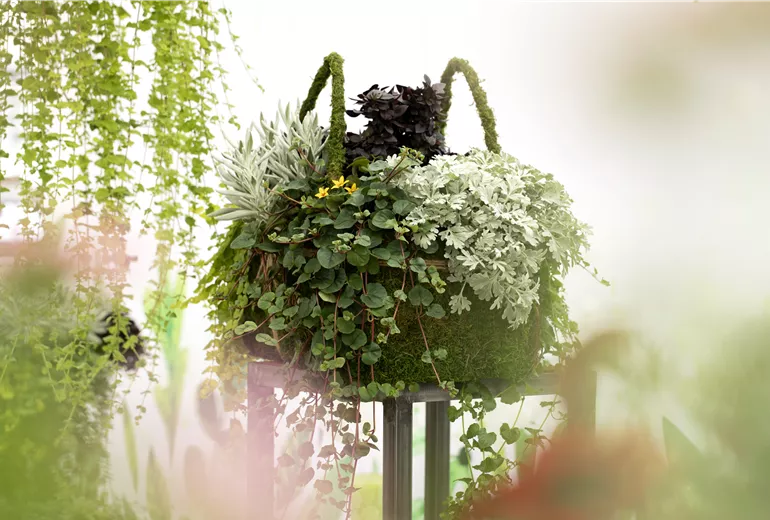 Kombination verschiedener Blattschmuckpflanzen