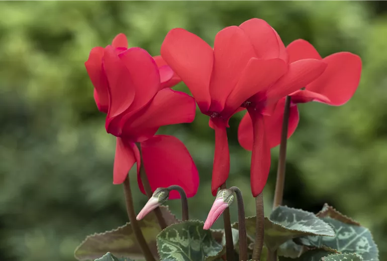 Cyclamen persicum 'Contiga Red'