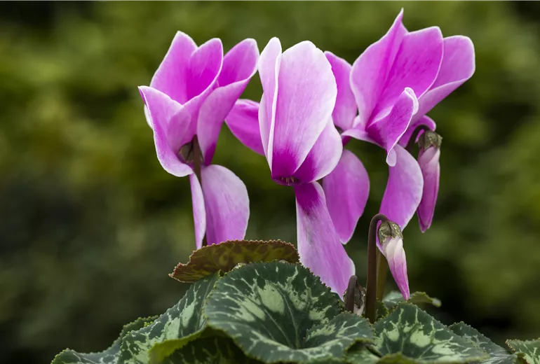 Cyclamen persicum 'Contiga Lilac Flamed'