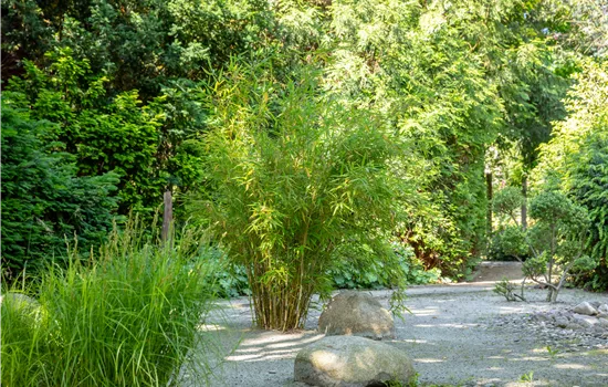 Bambus einpflanzen und asiatisches Flair ins Spiel bringen