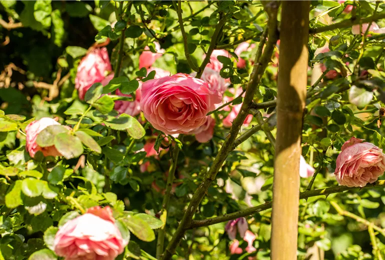 Kletterrose, rosa