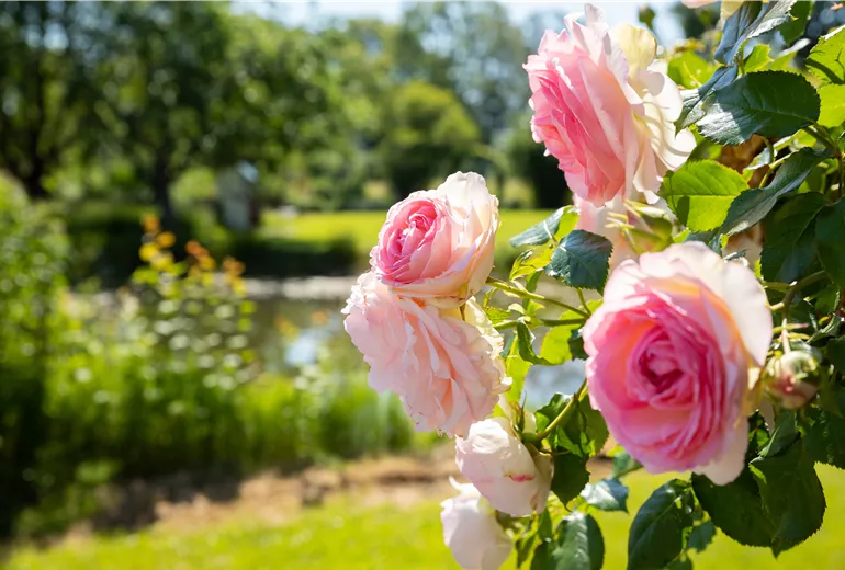 Kletterrose, rosa