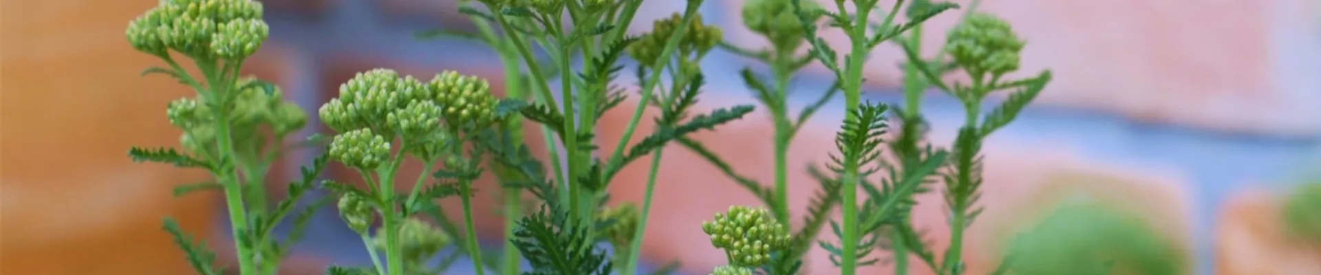 Schafgarbe - Einpflanzen im Garten (thumbnail2)