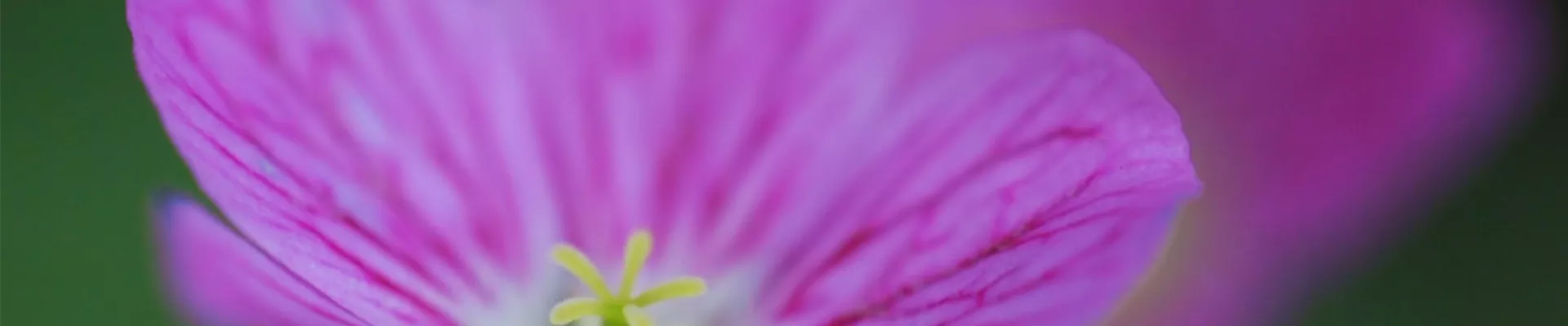 Reiherschnabel - Einpflanzen im Garten2 (thumbnail)