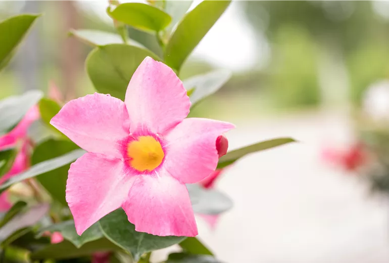 Mandevilla