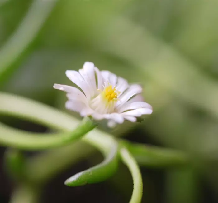 Kriechende Mittgsblume - Einpflanzen im Garten